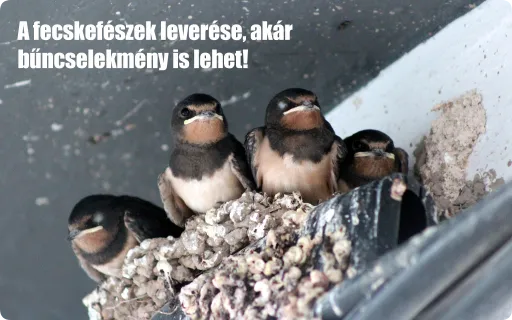 A fecskefészek leverésének súlyos következményei vannak