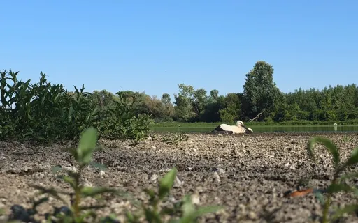 A halál torkából..