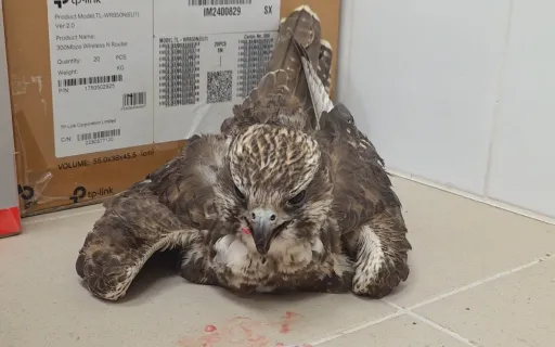Fiatal kerecsensólyom az új kis betegünk