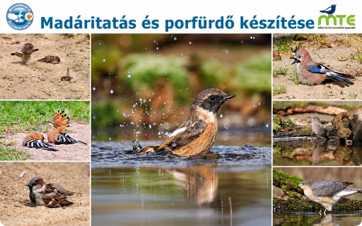 Madáritatás és porfürdő készítése
