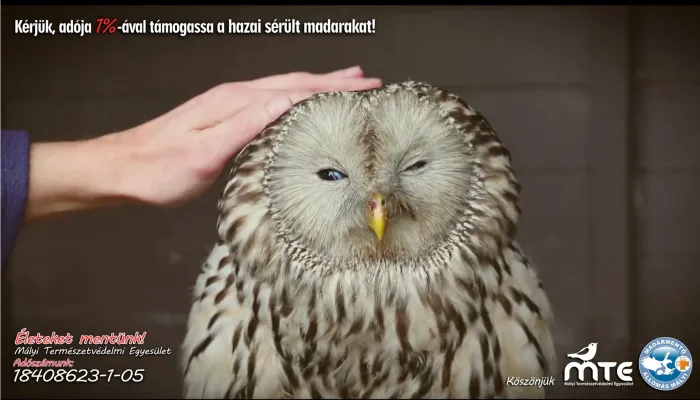 Évente többezer madárról és emlősről gondoskodunk - Mályi Természetvédelmi Egyesület