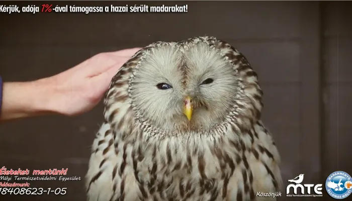 Évente többezer madárról és emlősről gondoskodunk - Mályi Természetvédelmi Egyesület