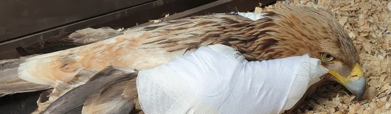 Mályi Természetvédelmi Egyesület - Lapozó 0